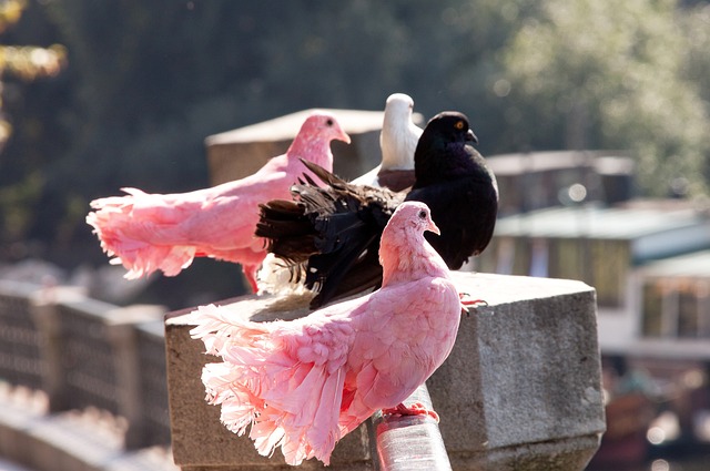NBA最佳阵容公布：湖人球员入选,